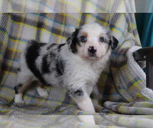 Australian Shepherd Puppy for sale in SHILOH, OH, USA