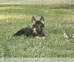 German Shepherd Dog Puppy for sale in SPRINGFIELD, MO, USA