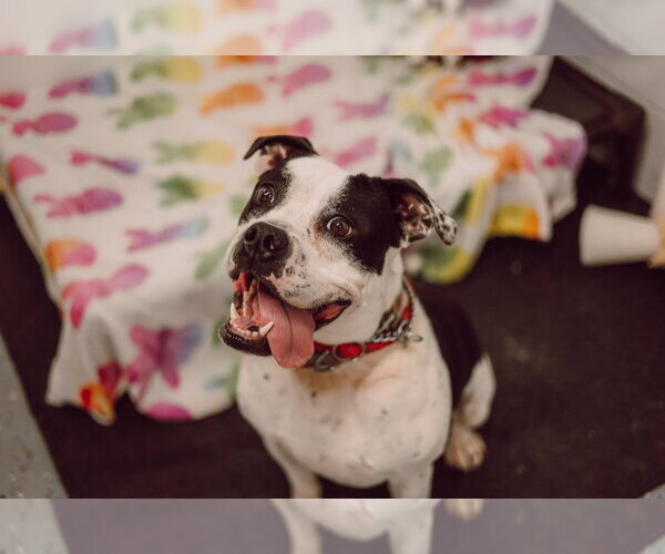 Medium Photo #8 American Bulldog-Unknown Mix Puppy For Sale in Pierceton , IN, USA