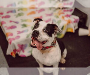 Pippin - Fee Waived - Long Term Resident - Female American Bulldog-Unknown Mix Dog for Adoption - Photo #8