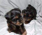 Small Photo #8 Yorkshire Terrier Puppy For Sale in NORTHGLENN, CO, USA