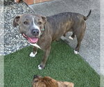 Small American Pit Bull Terrier