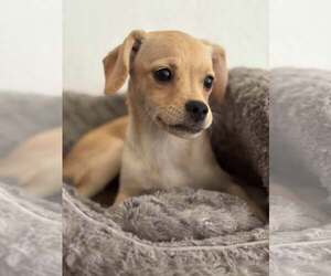Silkyhuahua Dogs for adoption in Visalia, CA, USA