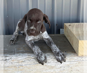 German Shorthaired Pointer Puppy for sale in JAMESTOWN, KY, USA