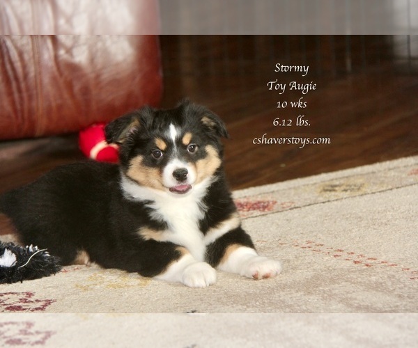 Medium Photo #1 Aussie-Corgi Puppy For Sale in LIND, WA, USA