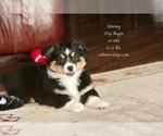 Small Photo #1 Aussie-Corgi Puppy For Sale in LIND, WA, USA