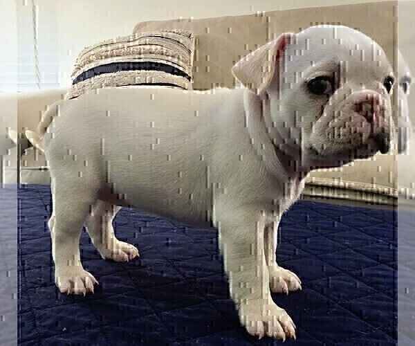 Medium Photo #6 French Bulldog Puppy For Sale in CHINO HILLS, CA, USA