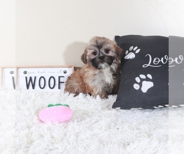 Medium Photo #5 Zuchon Puppy For Sale in MOUNT VERNON, OH, USA