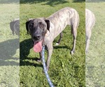 Small #2 Great Dane