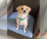 Small #11 Chihuahua Mix