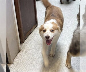 Pomsky Dogs for adoption in Plano, TX, USA