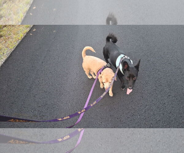 Medium Photo #15 Dachshund-Unknown Mix Puppy For Sale in Sebec, ME, USA