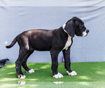 Small #4 Great Dane