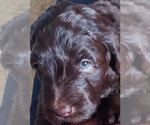 Puppy Eli Labradoodle
