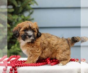 ShihPoo Puppy for sale in REINHOLDS, PA, USA