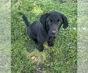 Labrador Retriever-Mountain Cur Mix Dogs for adoption in Boston, MA, USA