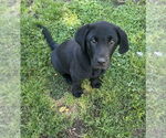 Small Labrador Retriever-Mountain Cur Mix