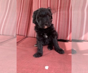 Aussiedoodle-Goldendoodle Mix Puppy for sale in PHILADELPHIA, PA, USA