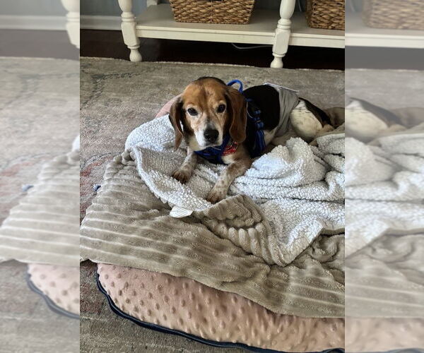 Medium Photo #4 Beagle-Unknown Mix Puppy For Sale in Springdale, PA, USA