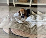 Small #3 Beagle Mix