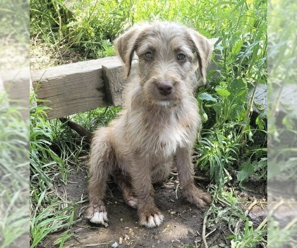 Medium Photo #1 Aussiedoodle Puppy For Sale in Bolivar, MO, USA
