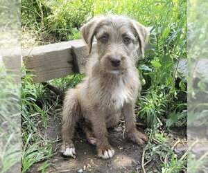 Aussiedoodle Dogs for adoption in Bolivar, MO, USA