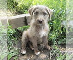 Small Aussiedoodle