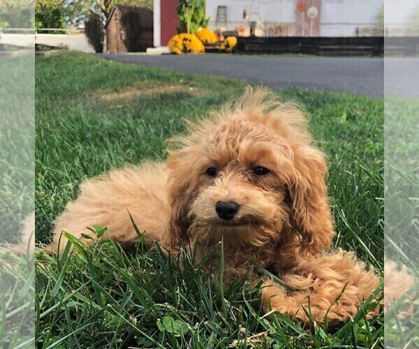 Medium Photo #1 Goldendoodle-Poodle (Miniature) Mix Puppy For Sale in GAP, PA, USA