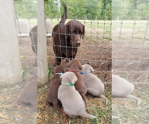 Mother of the Labrador Retriever puppies born on 05/21/2025