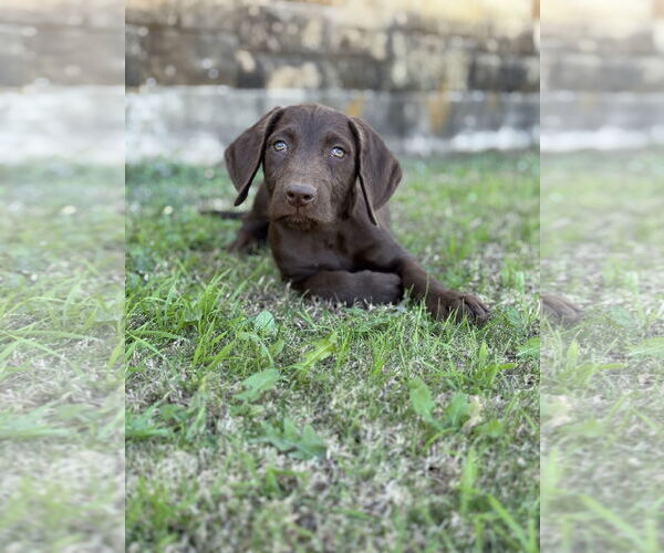 Medium Photo #5 Labradoodle Puppy For Sale in PIPE CREEK, TX, USA