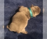 Small Photo #7 French Bulldog Puppy For Sale in PLACERVILLE, CA, USA