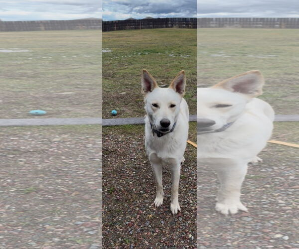 Medium Photo #2 Mutt Puppy For Sale in Polson, MT, USA