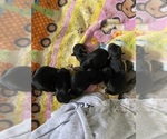 Small Photo #1 Yorkshire Terrier Puppy For Sale in EASTANOLLEE, GA, USA