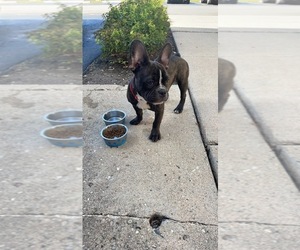 French Bulldog Puppy for sale in GERMANTOWN, WI, USA