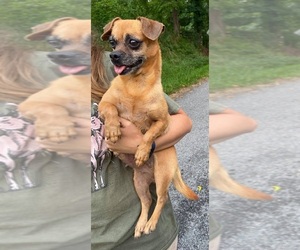 Chug Dogs for adoption in SPRAGGS, PA, USA