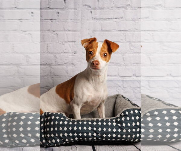 Medium Photo #5 Mutt Puppy For Sale in McKinney, TX, USA