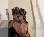 Small Photo #2 Yorkshire Terrier Puppy For Sale in CAMDEN, SC, USA