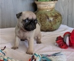 Small #2 Pug