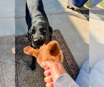 Small #13 Labrador Retriever