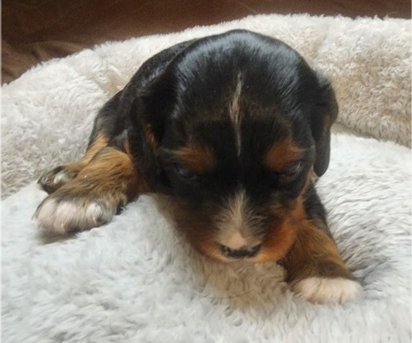 Medium Photo #4 Aussalier Puppy For Sale in ATHOL, ID, USA