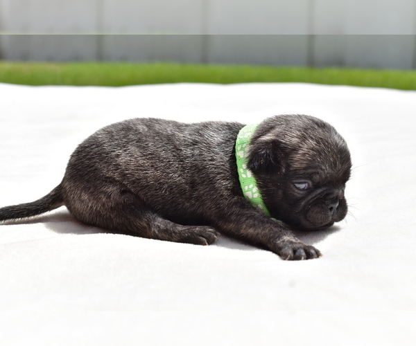 Medium Photo #2 Pug Puppy For Sale in PALM COAST, FL, USA