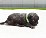 Small #1 Pug
