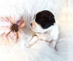 Puppy Girl Pups Maltipoo