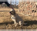 Small Photo #11 Labrador Retriever Puppy For Sale in WILLOWS, CA, USA