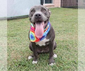 American Staffordshire Terrier-Unknown Mix Dogs for adoption in San Antonio, TX, USA