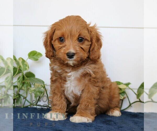 Medium Photo #1 Cavapoo Puppy For Sale in NARVON, PA, USA