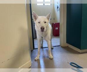 Siberian Husky Dogs for adoption in Pasadena, CA, USA