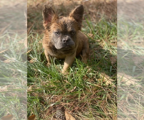 Medium Photo #4 French Bulldog Puppy For Sale in SNELLVILLE, GA, USA