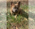 Small #3 French Bulldog