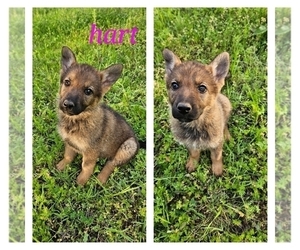 German Shepherd Dog Puppy for sale in KELLER, TX, USA